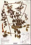 000001211-thumbnail.jpg
