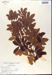 000001212-thumbnail.jpg