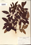 000001214-thumbnail.jpg
