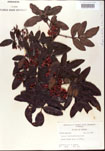 000001215-thumbnail.jpg