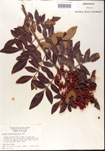 000001217-thumbnail.jpg