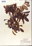 000001218-thumbnail.jpg