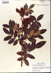 000001219-thumbnail.jpg