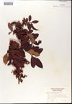 000001220-thumbnail.jpg