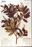 000001221-thumbnail.jpg