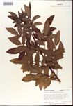 000001222-thumbnail.jpg