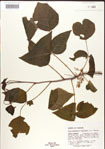 000001242-thumbnail.jpg