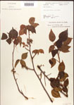000001244-thumbnail.jpg