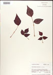 000001245-thumbnail.jpg