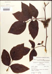 000001253-thumbnail.jpg