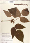 000001255-thumbnail.jpg