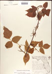 000001257-thumbnail.jpg