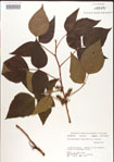 000001258-thumbnail.jpg