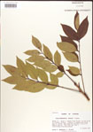 000001261-thumbnail.jpg