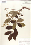 000001262-thumbnail.jpg