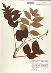 000001263-thumbnail.jpg
