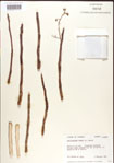 000001264-thumbnail.jpg