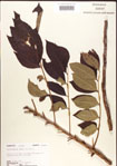 000001265-thumbnail.jpg
