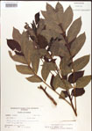 000001266-thumbnail.jpg