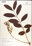 Toxicodendron