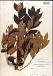 000001268-thumbnail.jpg