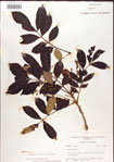 000001271-thumbnail.jpg