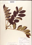 Toxicodendron