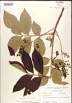 000001275-thumbnail.jpg