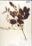 000001276-thumbnail.jpg