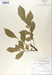Toxicodendron