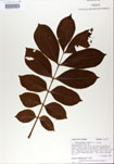 Toxicodendron