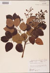 000001282-thumbnail.jpg