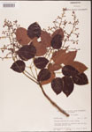 Metopium