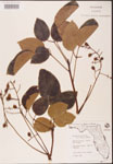 000001284-thumbnail.jpg