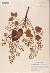 000001286-thumbnail.jpg