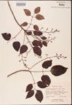 000001287-thumbnail.jpg