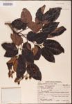 000001288-thumbnail.jpg