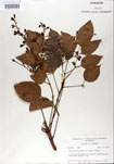 000001289-thumbnail.jpg