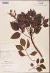 000001290-thumbnail.jpg