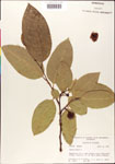 000001301-thumbnail.jpg