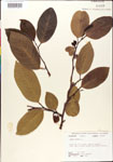 000001302-thumbnail.jpg