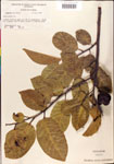 000001303-thumbnail.jpg