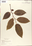 000001306-thumbnail.jpg