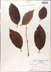 000001307-thumbnail.jpg