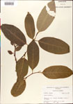 000001308-thumbnail.jpg