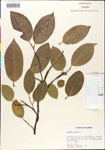 000001310-thumbnail.jpg