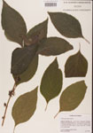 000001311-thumbnail.jpg