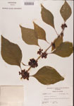 000001312-thumbnail.jpg