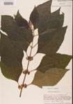 000001313-thumbnail.jpg