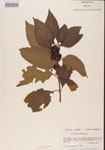 000001315-thumbnail.jpg